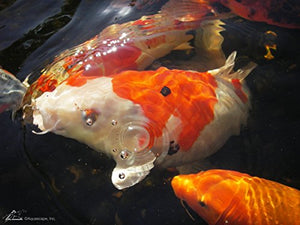 Aquascape Premium Color Enhancing Fish Food Pellets for Pond, Koi, Goldfish and More (11 Pound)
